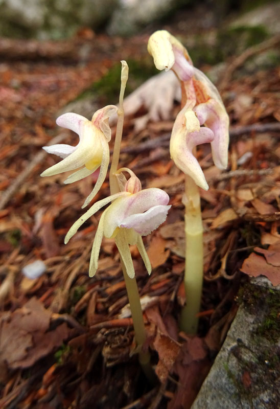 Epipogium aphyllum